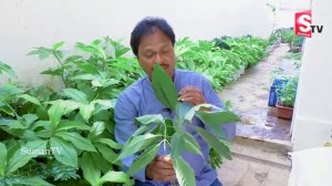 ఈఆకు కషాయం తాగితే 90 ఏళ్లయినా కిడ్నీలో రాళ్లు ఏర్పడవు|Prevent From Kidney Stones