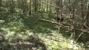 ЛЕСНЫЕ ГРИБЫ ЗА КОТОРЫЕ МОЖНО ПОЛУЧИТЬ ТЮРЕМНЫЙ СРОК! Новый закон о грибах! ЧЕГО БОЯТЬСЯ ГРИБНИКАМ?