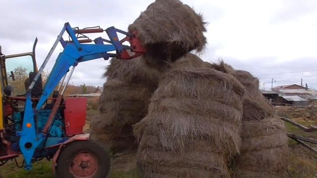 Сено беспривязное содержание КРС смотреть онлайн