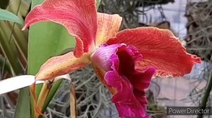 Цветение орхидеи Каттлея в период адаптации. Lc. Luminosa Saniata 4n.  Цветение орхидеи по сорту ?