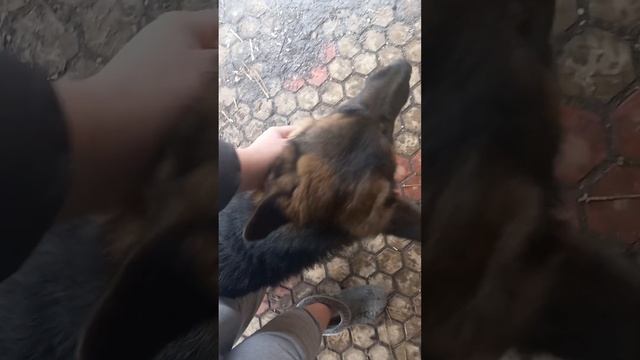 чем я кормлю немецкую овчарку? Учу команде ждать 5 день,у каждого бывают срывы? смотреть онлайн