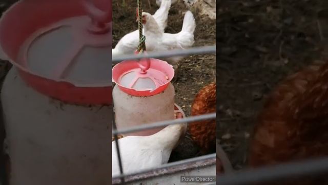 5 способов повысить яйценоскость.