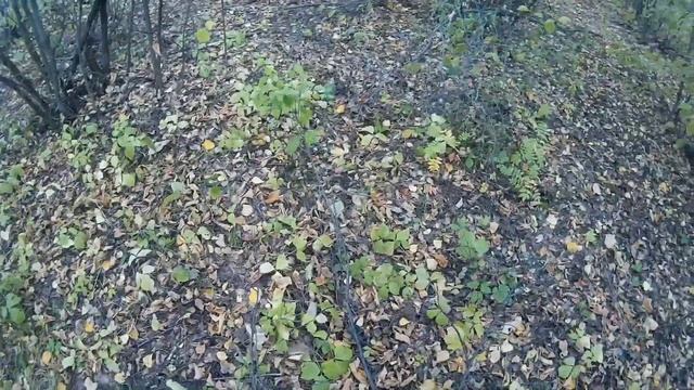 За грибами! Лёжка ежа. Подберезовики. смотреть онлайн