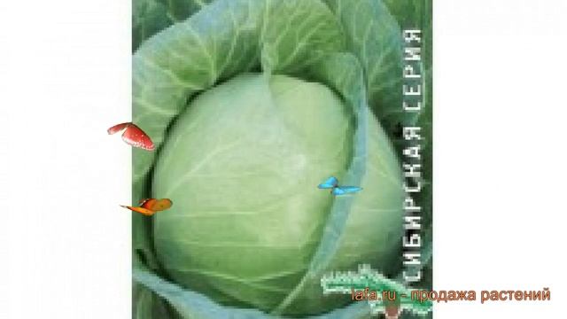 Капуста белокочанная Точка (tochka tochka) ? капуста Точка обзор: как сажать семена капусты Точка смотреть онлайн