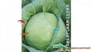 Капуста белокочанная Точка (tochka tochka) ? капуста Точка обзор: как сажать семена капусты Точка