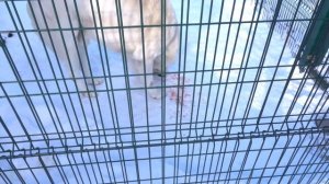 Еда для Алабая . Дешево и сердито ))) Чем я стала кормить своих собак . Alabai