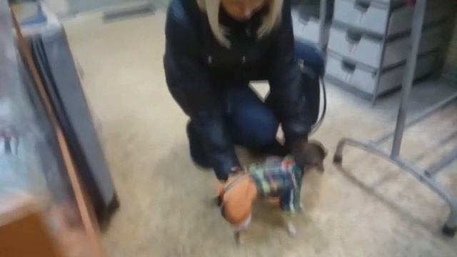 Зимний комбинезон для чихуахуа