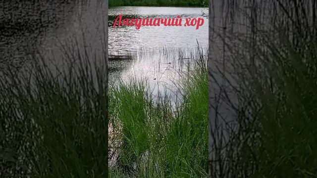 Лягушачий хор