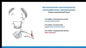 Спино-мозжечковый путь