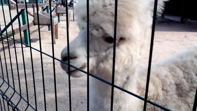 альпака, ярославский зоопарк. смотреть онлайн