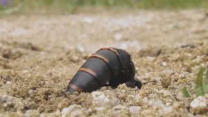 Вот на Что Способны Самые Опасные Жуки в Мире