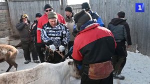 В Мурманской области стартовала вакцинация оленей