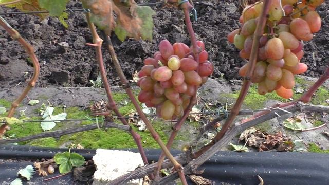 Виноград2022 г Дятьково 29 сентября часть1 смотреть онлайн