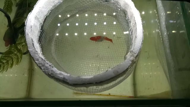 Нерест меченосца. смотреть онлайн