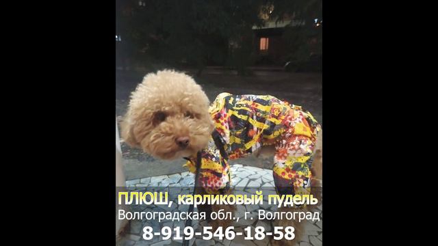 Пропала собака! ПЛЮШ, карликовый пудель, Волгоградская обл., г. Волгоград