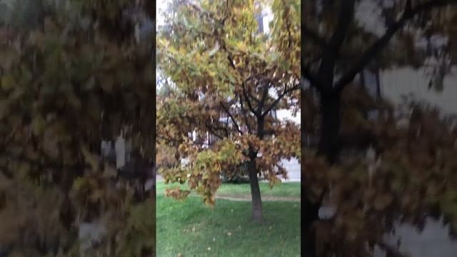 Что с воздухом? Деревья не желтеют как раньше смотреть онлайн