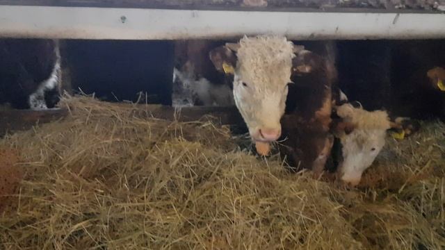 Продажа бычков на откор мясных пород крс, Импорт крс, экспорт КРС смотреть онлайн