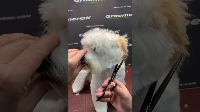 Maltipoo grooming - GroomerOK #shorts