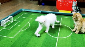 Чемпионат по футболу среди котят. Миа - Лиза