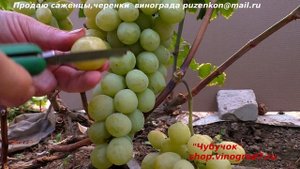 Виноград РАННИЙ ПАЛЫЧА очень ранний  срок,  огромные крупные ягоды, селекция Вишневецкого (Пузенко)