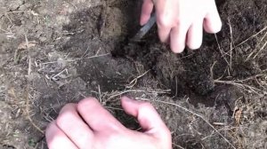 Ловля тарантула