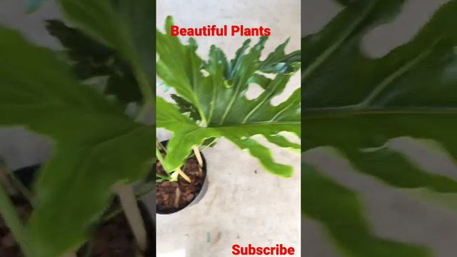 Beautiful Growth Philodendron Sellom plants #Short