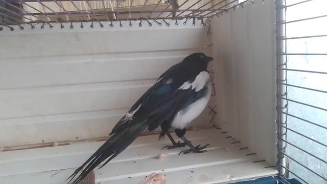 САМ собрал клетку сороке ВИП клетка Дача студия евроремонт апгрейд всё богато шик модерн випдача! смотреть онлайн