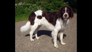 Дрентская куропаточная собака