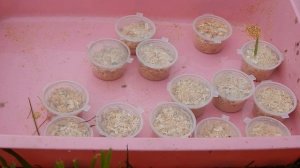 Ростим опарыша на даче№5