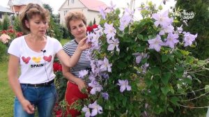 Клематисы без проблем  Сорт Голубой Ангел