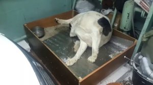 Бугай Алабай потомки. Трудные роды Фазили от Сунгата в Якутске у Субхонали.