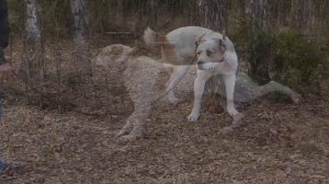 Легендарный Мешхур Аламан на чужбине Конаково Россия Central Asian Test work Dog Alabai Turkmendog