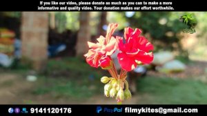 Flowers | 171 | geranium | Crane's bill