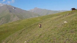 Окрестности села Муслах, Альпийские луга! красота зелень!