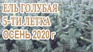 Ель голубая 5 ти летка Сезон осень 2020 года (Обзор)питомник Хвойный дворик