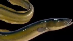 Интересные факты из жизни животных.