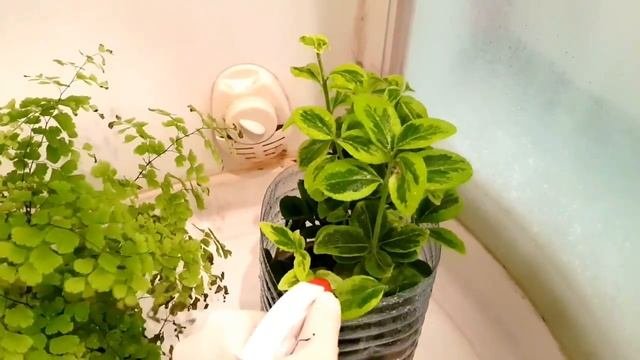 Папоротник Адиантум Радди и Бересклет японский. Пересадка. Обработка от клеща.