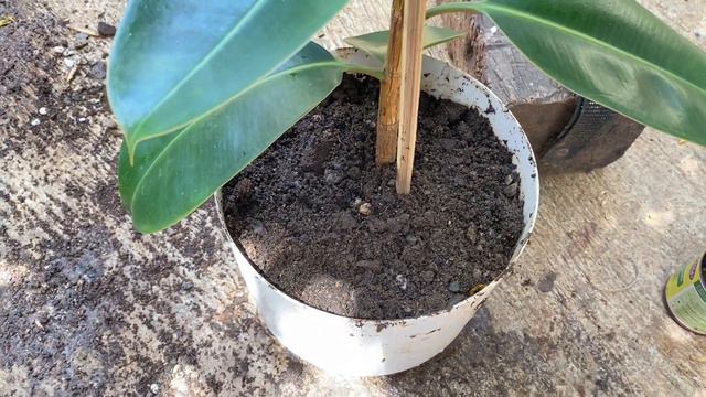 RUBBER TREE ROOT PRUNING HOW AND WHY смотреть онлайн