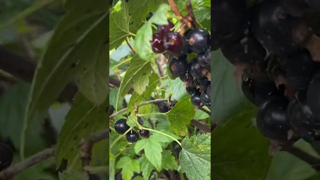 Капкейки на даче #капкейки #дача #ягода смотреть онлайн