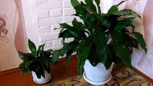 Выращивание, уход в домашних условиях и размножение Спатифиллума - Женское счастье.