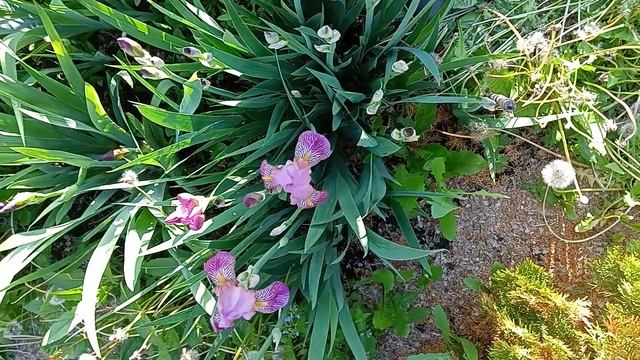 Ирис бордюрный Розовый с лепестками в красных жилках смотреть онлайн