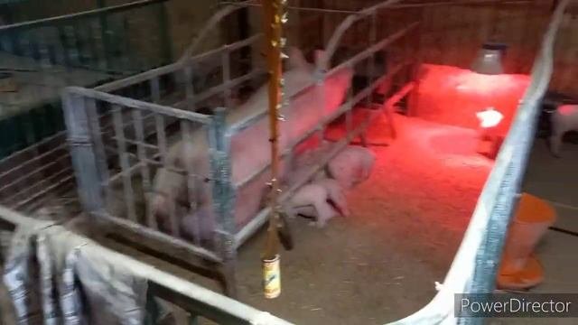 Сколько осталось поросят после опороса. Почему так произошло?