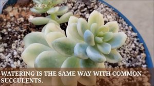 THE WORLD OF VARIEGATED SUCCULENTS,  PART 1 #70