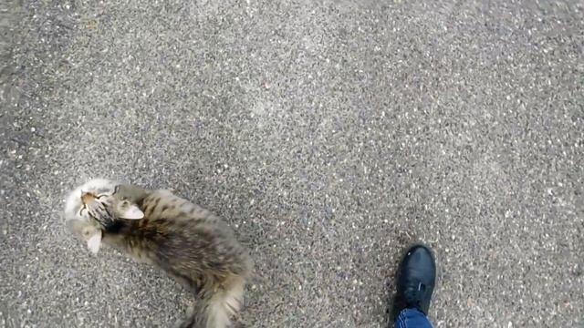Котейки в Железноводске