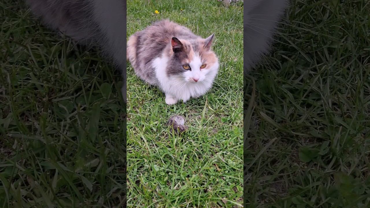 Кошка ловит мышей и притаскивает по не сколько в день, всегда мяукает показывая добычу #cat #кошки смотреть онлайн