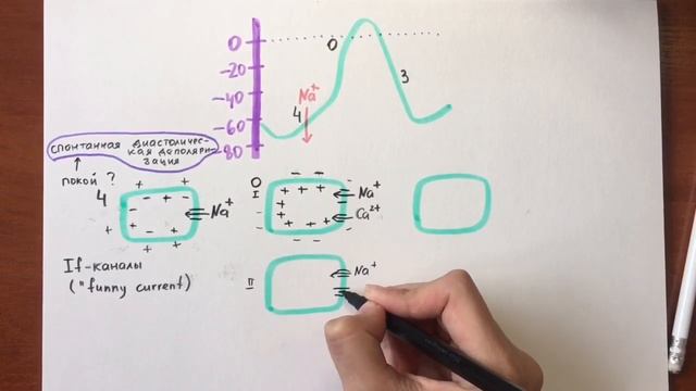 СЕРДЦЕ: Потенциал действия пейсмекерных клеток смотреть онлайн