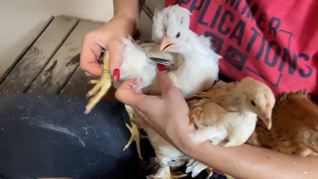 Устроила стресс курам несушкам и цыплятам
