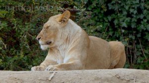 Animal Planet 4K - Amazing World of Animal Kingdom | Scenic Relaxation Film.