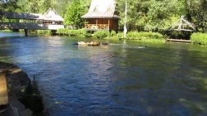 Ecdyonurus venosus Spinner & River Ribnik