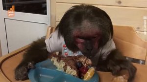 Лапундеры, макаки и аллигаторы